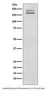 Anti-Ret Rabbit Monoclonal Antibody