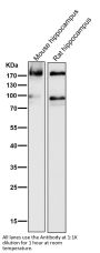 Anti-ErbB4/Her4 Rabbit Monoclonal Antibody