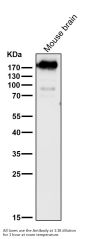 Anti-ErbB4/Her4 Rabbit Monoclonal Antibody