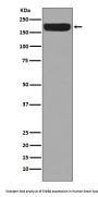 Anti-ErbB4/Her4 Rabbit Monoclonal Antibody
