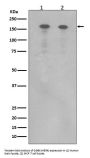 Anti-ErbB (HER4) ERBB4 Rabbit Monoclonal Antibody