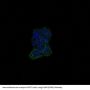Anti-ErbB (HER4) ERBB4 Rabbit Monoclonal Antibody