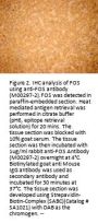 Anti-Fos Monoclonal Antibody (8B5)
