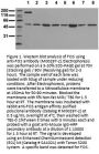 Anti-Fos Monoclonal Antibody (8B5)