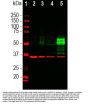 Anti-C-FOS Monoclonal Antibody