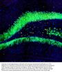 Anti-C-FOS Monoclonal Antibody