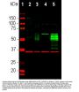 Anti-C-FOS Antibody