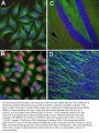 Anti-C-FOS Antibody