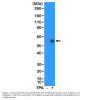 Anti-c-Fos Rabbit Monoclonal Antibody, Clone#RM374