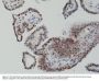Anti-c-Fos Rabbit Monoclonal Antibody, Clone#RM374