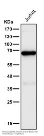 Anti-c-Fos Rabbit Monoclonal Antibody