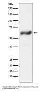 Anti-c-Fos Rabbit Monoclonal Antibody