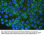 Anti-SQSTM1/p62 Antibody Picoband® (monoclonal, 3H11)