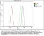 Anti-SQSTM1/p62 Antibody Picoband® (monoclonal, 3H11)