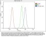 Anti-SQSTM1/p62 Antibody Picoband® (monoclonal, 3H11)