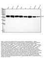 Anti-DDIT3/Chop Rabbit Monoclonal Antibody