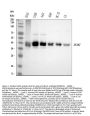 Anti-Bmi1 Rabbit Monoclonal Antibody