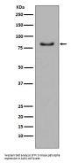 Anti-PI 3 Kinase p85 alpha PIK3R1 Rabbit Monoclonal Antibody