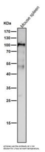 Anti-Dnmt3b Rabbit Monoclonal Antibody Rabbit Monoclonal Antibody