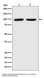 Anti-Dnmt3b Rabbit Monoclonal Antibody Rabbit Monoclonal Antibody