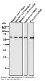 Anti-HDAC2/Histone Deacetylase 2 Rabbit Monoclonal Antibody