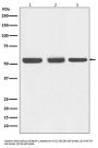 Anti-Beclin 1 BECN1 Monoclonal Antibody