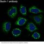 Anti-Beclin 1 BECN1 Monoclonal Antibody