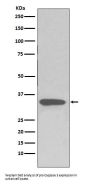 Anti-pro Caspase 3 CASP3 Rabbit Monoclonal Antibody