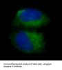Anti-pro Caspase 3 CASP3 Rabbit Monoclonal Antibody