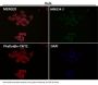 Anti-Caspase-3 p12 CASP3 Rabbit Monoclonal Antibody