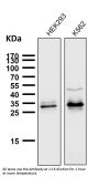 Anti-Caspase-3 p12 CASP3 Rabbit Monoclonal Antibody