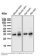 Anti-Caspase-3 p12 CASP3 Rabbit Monoclonal Antibody