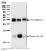 Anti-Caspase-3 p12 CASP3 Rabbit Monoclonal Antibody