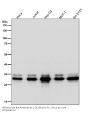 Anti-Caspase-3 p12 CASP3 Rabbit Monoclonal Antibody