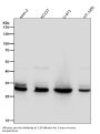 Anti-Caspase-3 p12 CASP3 Rabbit Monoclonal Antibody