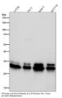 Anti-Caspase-3 p12 CASP3 Rabbit Monoclonal Antibody