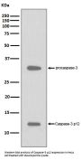 Anti-Caspase-3 p12 CASP3 Rabbit Monoclonal Antibody