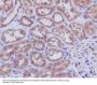 Anti-Caspase-3 p12 CASP3 Rabbit Monoclonal Antibody