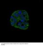 Anti-active Caspase-3 CASP3 Rabbit Monoclonal Antibody