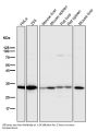 Anti-active + pro Caspase 3 CASP3 Rabbit Monoclonal Antibody