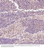 Anti-active + pro Caspase 3 CASP3 Rabbit Monoclonal Antibody