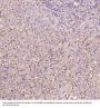 Anti-active + pro Caspase 3 CASP3 Rabbit Monoclonal Antibody