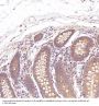 Anti-active + pro Caspase 3 CASP3 Rabbit Monoclonal Antibody