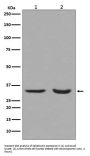 Anti-active + pro Caspase 3 CASP3 Rabbit Monoclonal Antibody