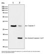 Anti-active + pro Caspase 3 CASP3 Rabbit Monoclonal Antibody
