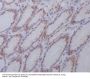 Anti-active + pro Caspase 3 CASP3 Rabbit Monoclonal Antibody