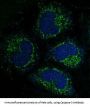 Anti-Caspase-3 CASP3 Rabbit Monoclonal Antibody