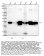 Anti-Caspase-3 CASP3 Rabbit Monoclonal Antibody