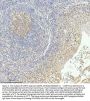 Anti-Caspase-3 CASP3 Rabbit Monoclonal Antibody