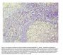 Anti-Caspase-3 Antibody Picoband® (monoclonal, 8B6)